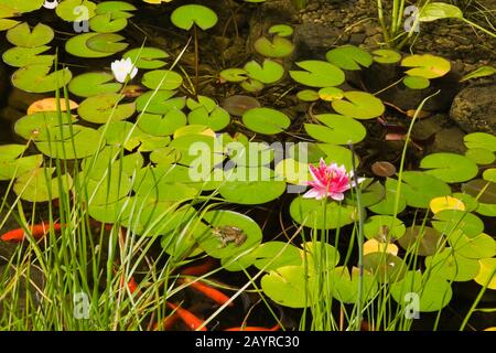 Typha minima - Dwarf Cattails, pink Nymphaea 'Attraction' white 'Gonnere' -Water Lilies, Pondeteria cordata - Pickerel Weed, Carassius auratus in pond Stock Photo