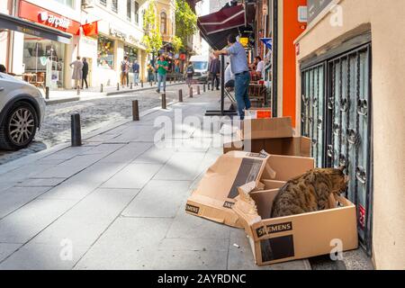 A stray cat chews on a cardboard box as a shopkeeper waits outside his store on a street of cafes and shops in Istanbul, Turkey. Stock Photo