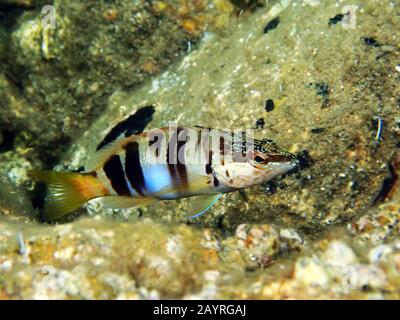 Painted comber predator fish - (Serranus scriba) Stock Photo