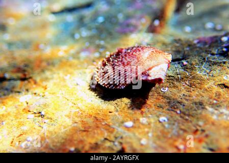 Pecten jacobaeus - Mediterranean scallop clam, underwater shot Stock Photo