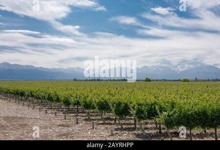 Beautiful rural landscape with vineyard and andes mountains in the background in Uco Valley, Mendoza. Argentina Stock Photo