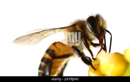 Bee or honeybee or honey bee isolated on the white Stock Photo