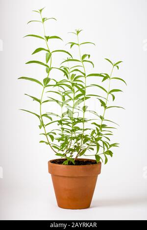 Lemon Verbena or lemon beebrush plant (Aloysia citrodora) is a species of flowering plant in the verbena family Verbenaceae. Stock Photo
