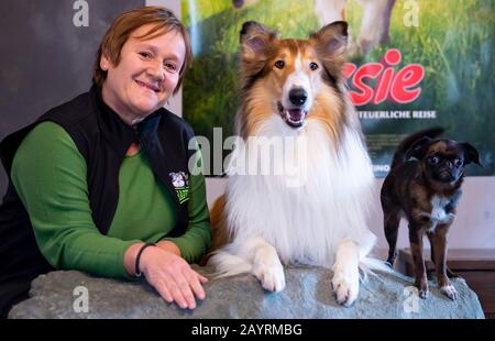 Lassie movie 2020 hi-res stock photography and images - Alamy