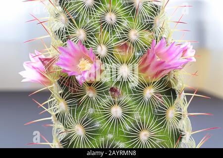 Pink and yellow flowers on a ladyfinger cactus