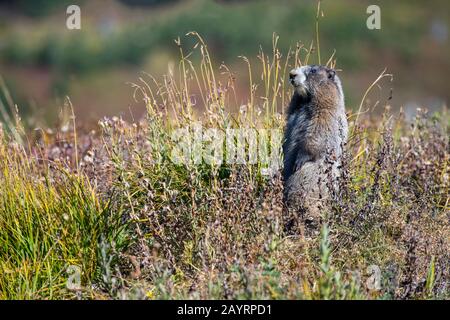 A Hoary marmot (Marmota caligata) at Paradise in Mt. Rainier National Park in Washington State, USA. Stock Photo
