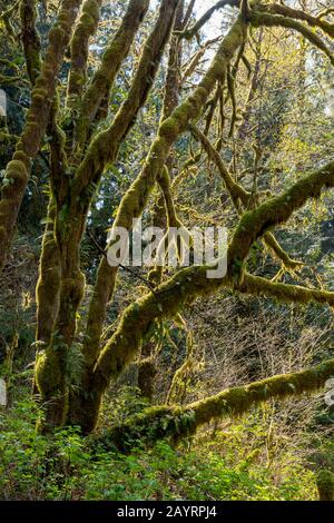 Tree overgrown with moss along the Lime Kiln Trail near Granite Falls, Washington State, USA. Stock Photo