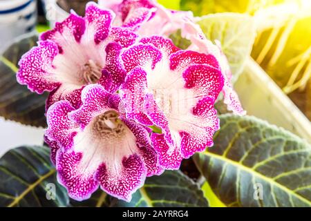 Close up of Gloxinia Sinningia speciosa flowers in the foreground and dark green leaves Stock Photo