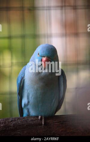 Blue Indian ringneck parrot Psittacula krameri bird is from Ceylon but is now found in India, Asia and Pakistan. Stock Photo