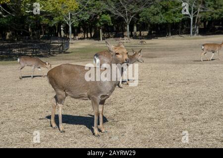 Sika deer in Nara, Japan. Stock Photo