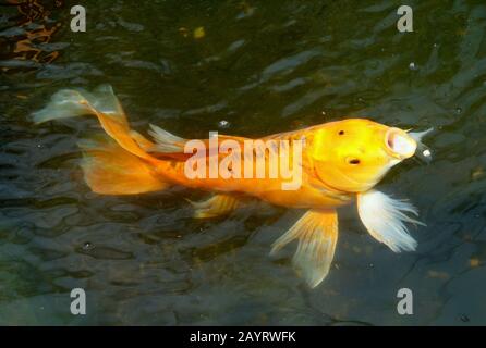 A gold color butterfly koi fish on the surface of the water eating pellets Stock Photo