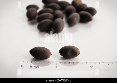 closeup of lotus seeds against a ruler Stock Photo