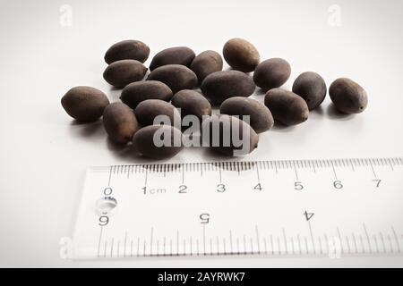 closeup of lotus seeds against a ruler Stock Photo