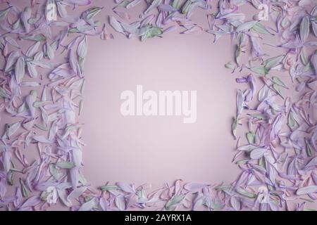 summer spring square frame with flower petals in lilac shades, on a cream pinkish lilac matte background. flat bookmark, top view. Stock Photo