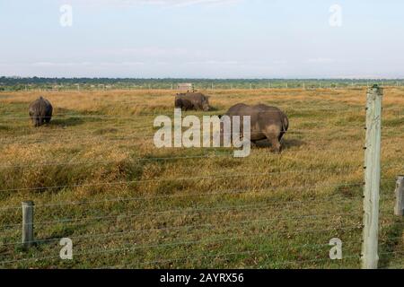 The last three surviving northern white rhinoceros or northern square-lipped rhinoceros (Ceratotherium simum cottoni) in the world are critically enda Stock Photo