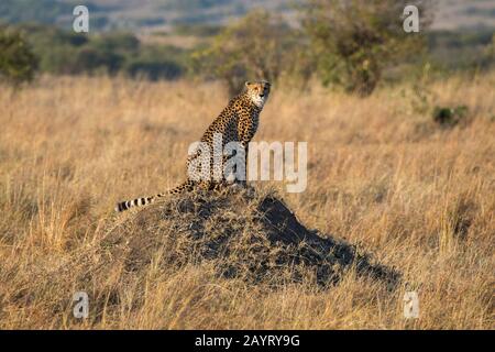 A Cheetah (Acinonyx jubatus) is sitting on a termite hill looking for prey in the grassland of the Masai Mara National Reserve in Kenya. Stock Photo