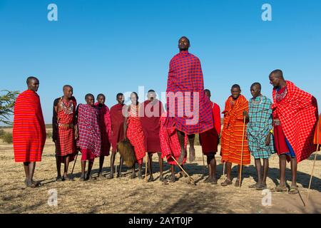 Young Maasai men performing a traditional jumping dance in the Masai Mara in Kenya. Stock Photo