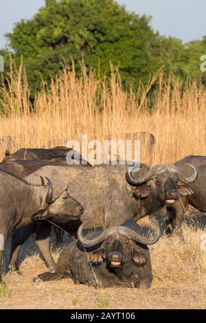 A herd of Cape buffaloes (Syncerus caffer) in South Luangwa National Park in eastern Zambia. Stock Photo