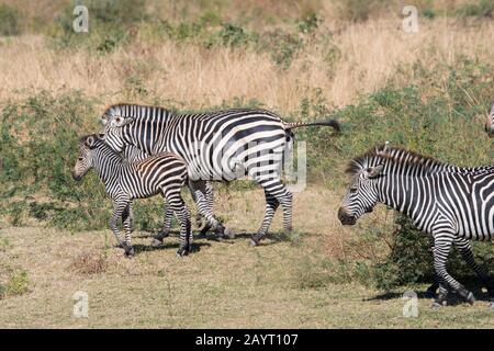 A Crawshays zebra (Equus quagga crawshayi) mother with baby in high grass in South Luangwa National Park in eastern Zambia. Stock Photo