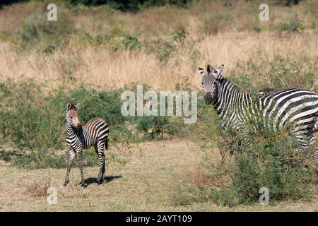 A Crawshays zebra (Equus quagga crawshayi) mother with baby in high grass in South Luangwa National Park in eastern Zambia. Stock Photo