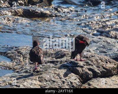 A pair of black feathered, orange beaked Sooty Oystercatchers on the rocks of a rock pool by the sea, one is preening itself Stock Photo