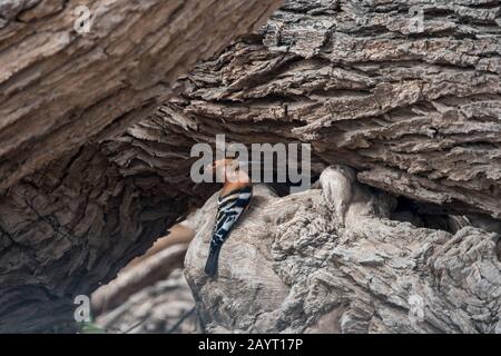 An African hoopoe (Upupa epops) is sitting at the nest site in an old tree in Amboseli National Park, Kenya. Stock Photo