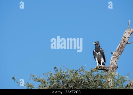 A martial eagle (Polemaetus bellicosus) is sitting on top of a tree in the Samburu National Reserve in Kenya. Stock Photo