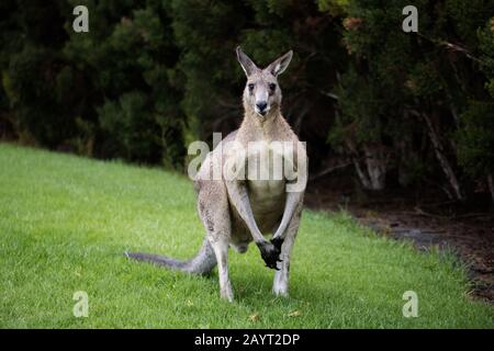 Wild Male eastern grey kangaroo (Macropus giganteus) looking towards camera standing on grass with shrubs in back ground, the kangaroo is wet Stock Photo