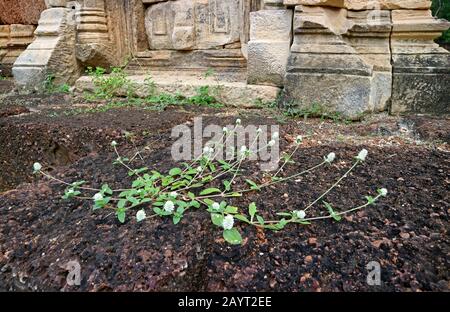 White Globe Amaranth Flowers Growing on the Sandstone Ground of the Ancient Khmer Temple Stock Photo
