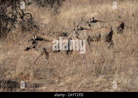 Desert warthogs (Phacochoerus aethiopicus) running in the Samburu National Reserve in Kenya. Stock Photo