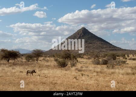 A Desert warthog (Phacochoerus aethiopicus) in the dry landscape of Samburu National Reserve in Kenya. Stock Photo