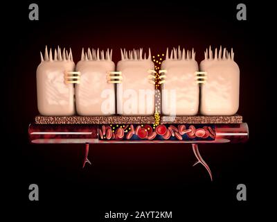 3d Rendering of leaky gut, in intestine with celiac disease and gluten sensitivity these tight junctions come apart Stock Photo