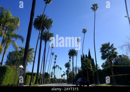 Beverly Hills, California, USA 17th February 2020 A general view of atmosphere of Palm Trees on February 17, 2020 in Beverly Hills, California, USA. Photo by Barry King/Alamy Stock Photo Stock Photo