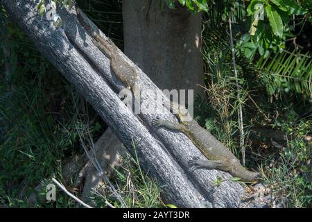 African water monitor lizards basking in the sunshine on a tree in Liwonde National Park, Malawi. Stock Photo