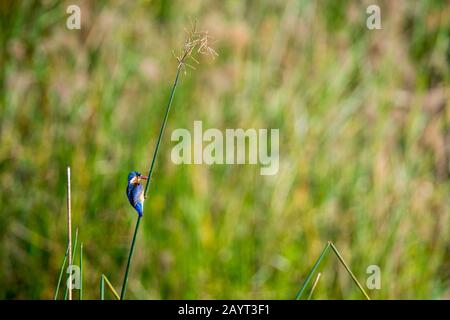 A Malachite kingfisher (Alcedo cristata) is sitting on a reed along the Shire River in Liwonde National Park, Malawi. Stock Photo
