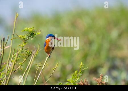 A Malachite kingfisher (Alcedo cristata) is sitting on a reed along the Shire River in Liwonde National Park, Malawi. Stock Photo