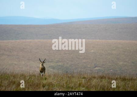 A male southern reedbuck or common reedbuck (Redunca arundinum) in the grasslands of the Nyika Plateau, Nyika National Park in Malawi. Stock Photo