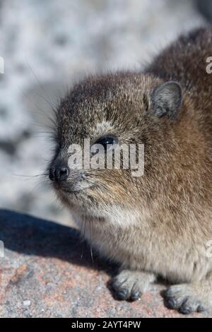 Portrait of a Rock hyrax (Procavia capensis), or dassie, which is warming up in the morning sunshine on top of Table Mountain in Cape Town, South Afri Stock Photo