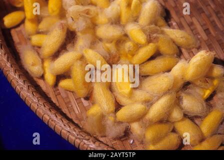 Silk cocoons in a silk spinning factory near Siem Reap in Cambodia. Stock Photo