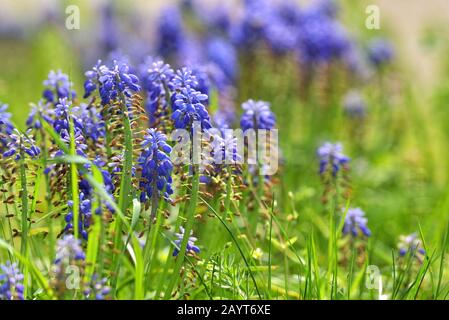 Tufted Grape Hyacinth Purple Flower Field Stock Photo