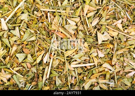 Capsella bursa-pastoris. Shepherds purse herb leaf used in herbal medicine to treat vomiting blood Stock Photo