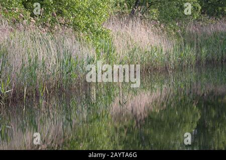 A reed bed reflected in a mirror smooth lake Stock Photo