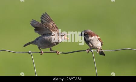 A sparrow chick shouting at its father for food on a wire fence Stock Photo