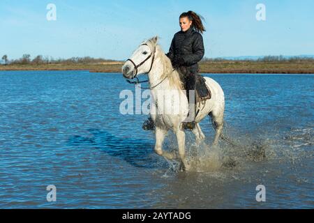A Guardian (Camargue cowgirl) is riding through the marshlands of the Camargue in southern France. Stock Photo