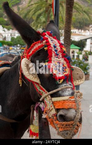 Donkey taxis waiting for tourists to ride them in Mijas, a small village on the Costa del Sol near Malaga in Andalusia, Spain. Stock Photo