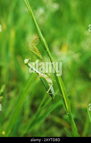 A well camouflaged praying mantis in the green grass along the Sepik Riva in Papua New Guinea. Stock Photo