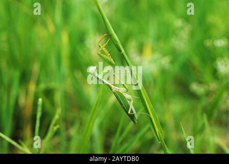 A well camouflaged praying mantis in the green grass along the Sepik Riva in Papua New Guinea. Stock Photo