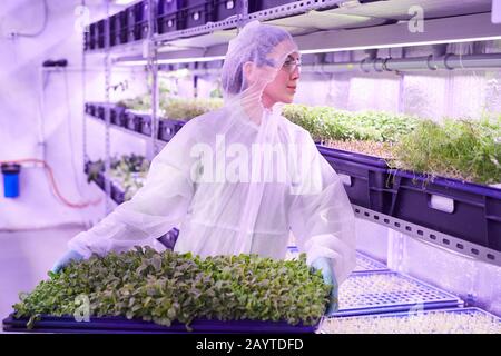 Waist up portrait of female worker holding tray with green sprouts while standing in nursery greenhouse lit by blue light, copy space Stock Photo