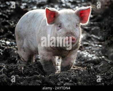 Cute, pink piglet wallowing in mud: domestic pigs, which are omnivores, are highly social and intelligent mammals similar, biologically, to humans. Stock Photo