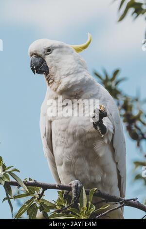sulphur-crested cockatoo eating fruits from a tree shot with telephoto lens on a sunny day in Tasmania, Australia Stock Photo